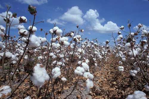 Organic cotton from Africa