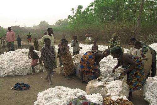 Cotton Production